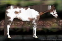 Horse Color:Liver Chestnut Sabino Frame Rabicano 