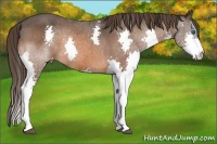 Horse Color:Bay Splash Varnish Rabicano 
