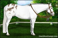 Horse Color:Chocolate Palomino Splash Appaloosa