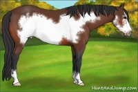 Horse Color:Bay Sabino Frame Appaloosa
