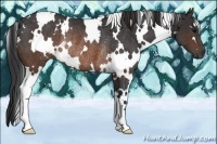 Horse Color:White Spotted Brown Rabicano 