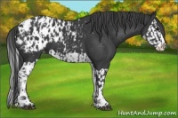 Horse Color:Black Splash Appaloosa and Black Splash Appaloosa