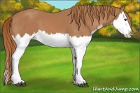 Horse Color:Chestnut Splash