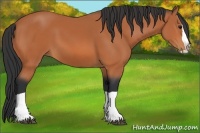 Horse Color:Bay Splash 