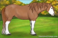 Horse Color:Chestnut Splash 