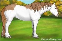 Horse Color:Chestnut Splash 
