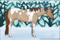 Horse Color:Red Dun Roan Tobiano 