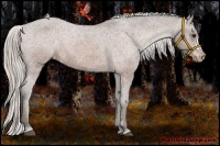 Horse Color:Silver Bay Appaloosa 