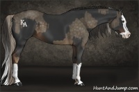 Horse Color:Chocolate Palomino Splash and Liver Chestnut Splash