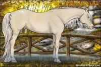 Horse Color:Cremello and Cremello
