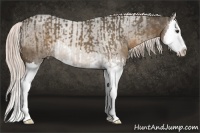 Horse Color:Chocolate Palomino Splash and Chocolate Palomino Splash