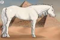 Horse Color:Cremello Splash Brindle