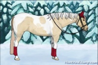 Horse Color:Palomino Roan Dun Tobiano