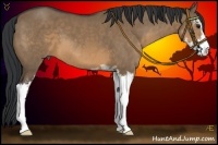Horse Color:Brown Dun Sabino