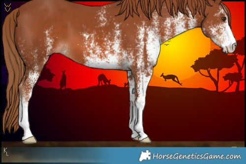 Horse Color:White Spotted Chestnut 