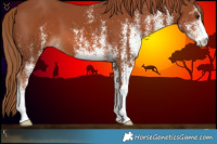 Horse Color:White Spotted Chestnut 