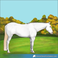 Horse Color:Classic Cream Champagne Tobiano Appaloosa