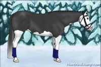 Horse Color:Smoky Black Splash