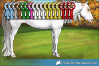 Horse Color:Amber Champagne Splash Tobiano Frame 