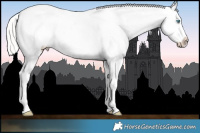 Horse Color:Perlino Roan Splash Tobiano Appaloosa