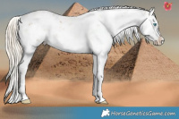 Horse Color:Chocolate Palomino Pearl Sabino Splash  Brindle