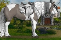 Horse Color:Grullo Splash Tobiano 