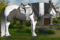 Horse Color:Grullo Splash Tobiano