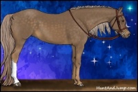 Horse Color:Chocolate Palomino 