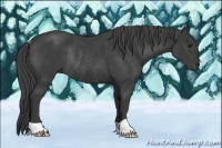 Horse Color:Smoky Black Rabicano
