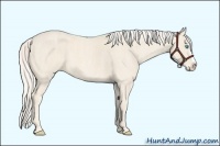 Horse Color:Cremello Splash Brindle