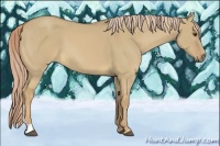 Horse Color:Palomino Dun 