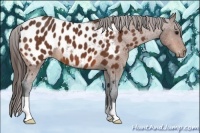 Horse Color:Bay Appaloosa