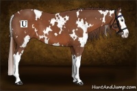 Horse Color:White Spotted Chestnut Splash 