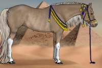Horse Color:Chocolate Palomino Rabicano