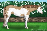 Horse Color:Red Dun Splash Frame 