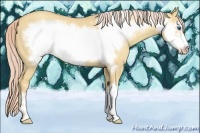 Horse Color:Gold Cream Champagne Dun Frame 