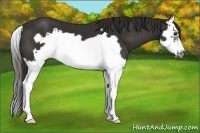 Horse Color:Liver Chestnut Splash Frame