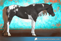 Horse Color:Liver Chestnut Tobiano Appaloosa 
