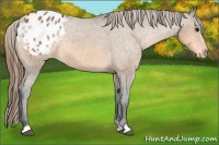 Horse Color:Buckskin Appaloosa