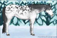Horse Color:White Spotted Black Blanket Rabicano 