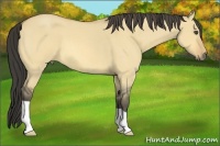 Horse Color:Buckskin Roan Dun 