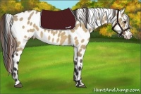 Horse Color:Bay Dun Appaloosa 
