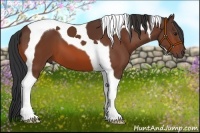 Horse Color:Bay Tobiano 
