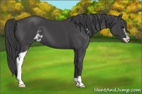 Horse Color:Smoky Black Sabino 