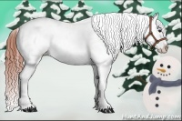 Horse Color:Bay Sabino Appaloosa 