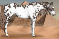Horse Color:Liver Chestnut Sabino Frame Appaloosa 