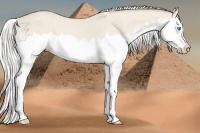 Horse Color:Silver Perlino Roan Splash 