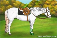 Horse Color:Buckskin Roan Appaloosa 