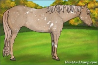 Horse Color:White Spotted Palomino