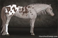 Horse Color:Liver Chestnut Appaloosa 